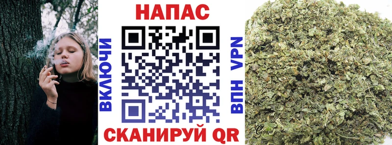 Бошки марихуана SATIVA & INDICA  Купить где  Сокол 